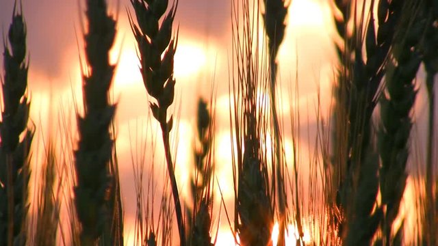 Silhouette of wheaten field on sunset.
