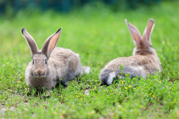 Portrait of little rabbit on green grass background