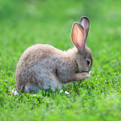 Portrait of little rabbit on green grass background