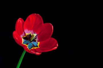 Obraz na płótnie Canvas Amazing red tulip, floral wallpaper