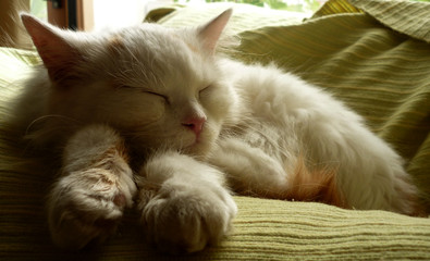 Cute cat sleeping