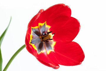 Floral wallpaper. Beautiful red tulip isolated on white