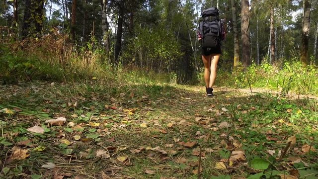 Young blonde woman tourist with a backpack goes along path in siberian autumn forest. Russia, Siberia, Salair
