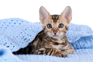 Little tabby kitten under a blue blanket