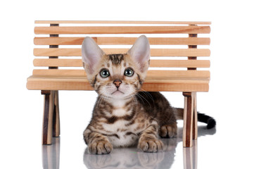 Little tabby kitten with bench
