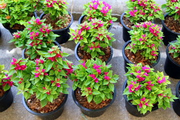 Travel to Bangkok, Thailand. The pink pot plants on the market.