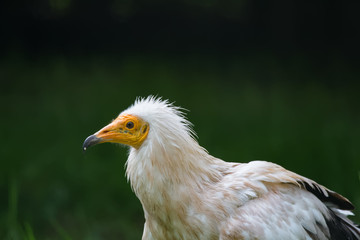 Vautour percnoptère