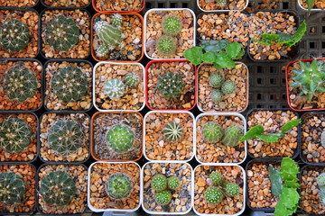 Travel to Bangkok, Thailand. A lot of cactuses in the pots on the market.