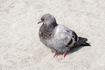 Pigeon is walking on the beach
