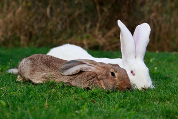 two rabbits on a green