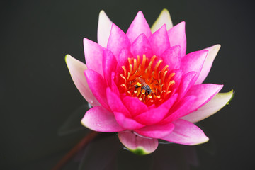 close up of beautiful pink lotus flower with copyspace as backgr