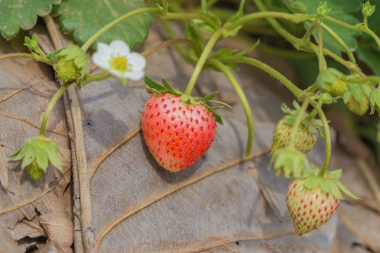 fresh red strawberries with planting
