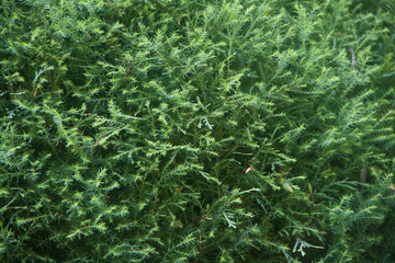 Природный зеленый фон