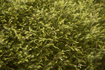 Зеленый хвойный Травяной фон