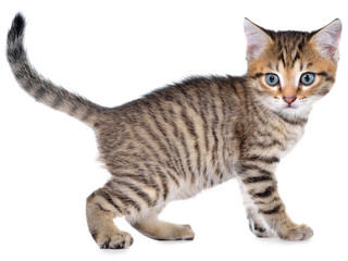 Shorthair brindled kitten goes side view isolated