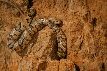 Wild snake close up in the nature habitat, wild brasil, brasilian wildlife, pantanal, green jungle, south american nature and wild, dangereous, false cobra