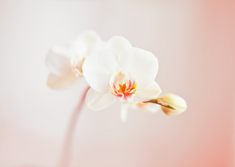 white orchid on light pink background.