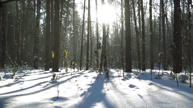 winter forest and the sun's rays filtering through the trees