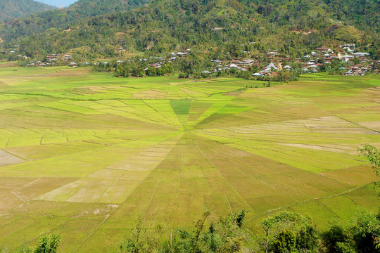 Spiderweb Ricefield in Cancar, Flores
