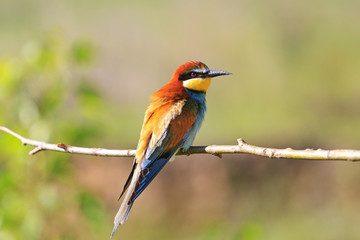 tropical paradise bird sitting on a branch