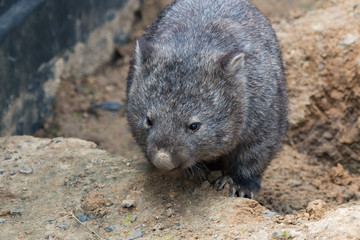 Wombat commun