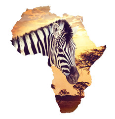 Zebra portrait on african sunset with acacia background. Map, continent of africa. Wildlife and wilderness Map of africa concept