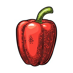 Sweet bell red pepper. Vector vintage engraved illustration