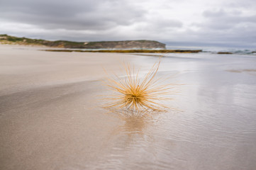 Beach tumbleweed closeup at ocean shore.