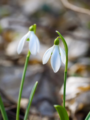 Spring snowdrop flowers blooming in sunny day