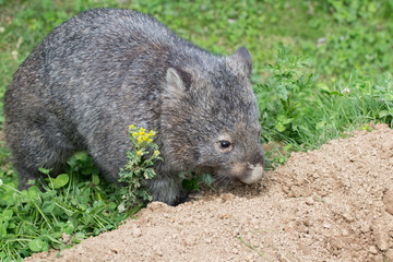 Wombat commun