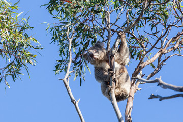 Portrait of Koala sitting on thin branch.