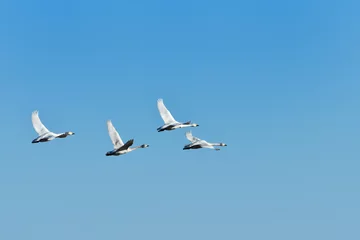Photo sur Aluminium Cygne 白鳥の群れ
