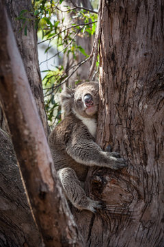 Koala hugging eucalyptus tree.