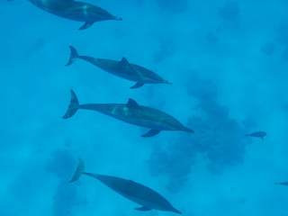 delfino