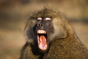 Baboon yawn