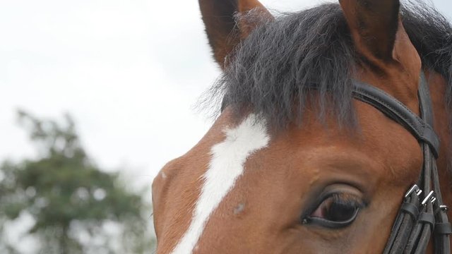 Brown horse playing with their ears. Chestnut stallion standing outdoor and moving its ears. Close up Slow motion