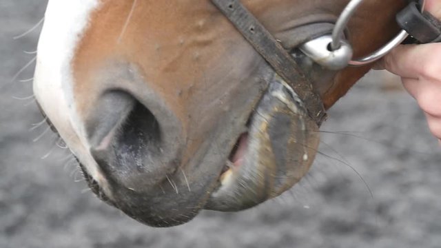 Closeup of horse chewing outdoor. Mouth of animal is chewing. Stallion eating Close up Slow motion