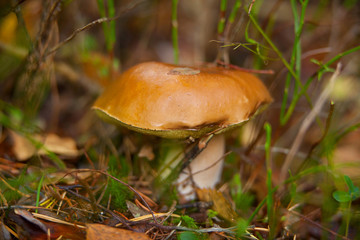 beautiful porcini mushroom growing in forest