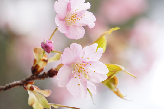 河津桜
