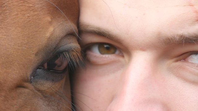 Animal and human eye - horse and man looking together at camera. Close up view of the eye of a beautiful brown stallion and young handsome guy. Detail sight and blinking of boy and mare. Slow motion