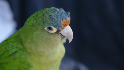 Parrot from Nicaragua