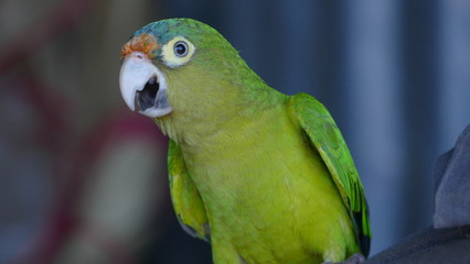 Parrot from Nicaragua