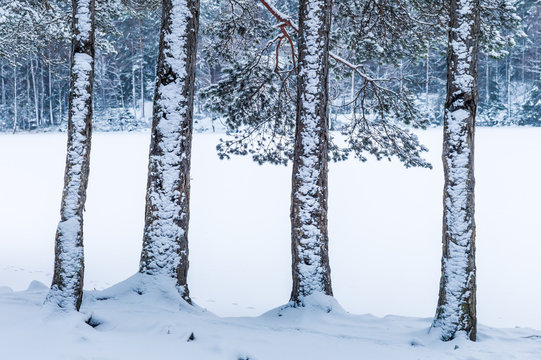 Four snow-clad fir trunks in front of a frozen lake in the forest