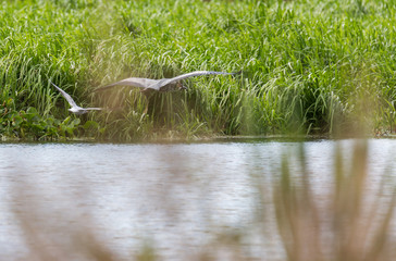 Серая цапля © spanikratov