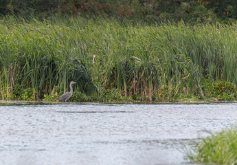 Серая цапля © spanikratov