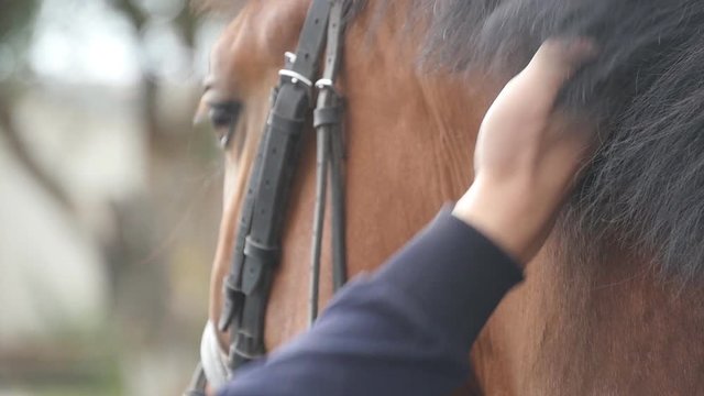 Hand of man stroking mane of horse. Arm of male jockey caresses and petting brown stallion at nature. Care and love for the animals. Close up Slow motion