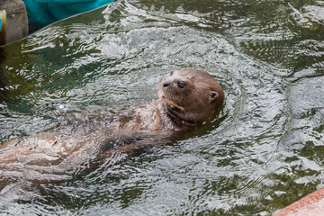 Obraz premium Loutre géante nageant sur le dos