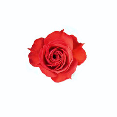 red rose isolated on white background