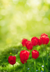 Colorful Nature Background With Tulips Flowers.