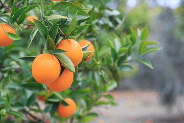 Hanging oranges on branch in the orange garden